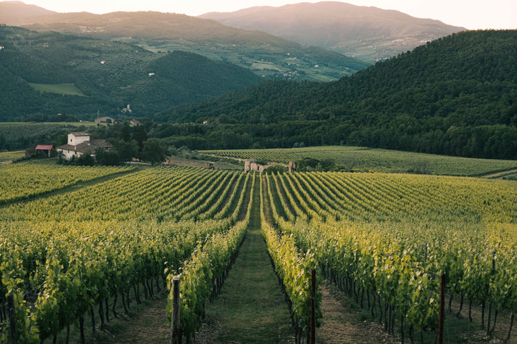 Vino & Gastronomía
