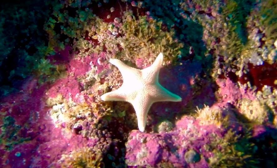 Discover Scuba Diving PADI en Valparaíso