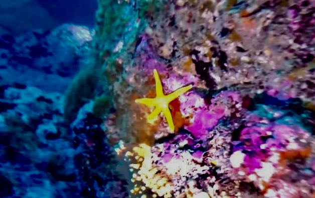 Discover Scuba Diving PADI en Valparaíso
